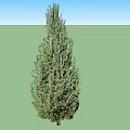 Two Tall Evergreen Arbor Trees With Lush Green Foliage And Straight Trunks