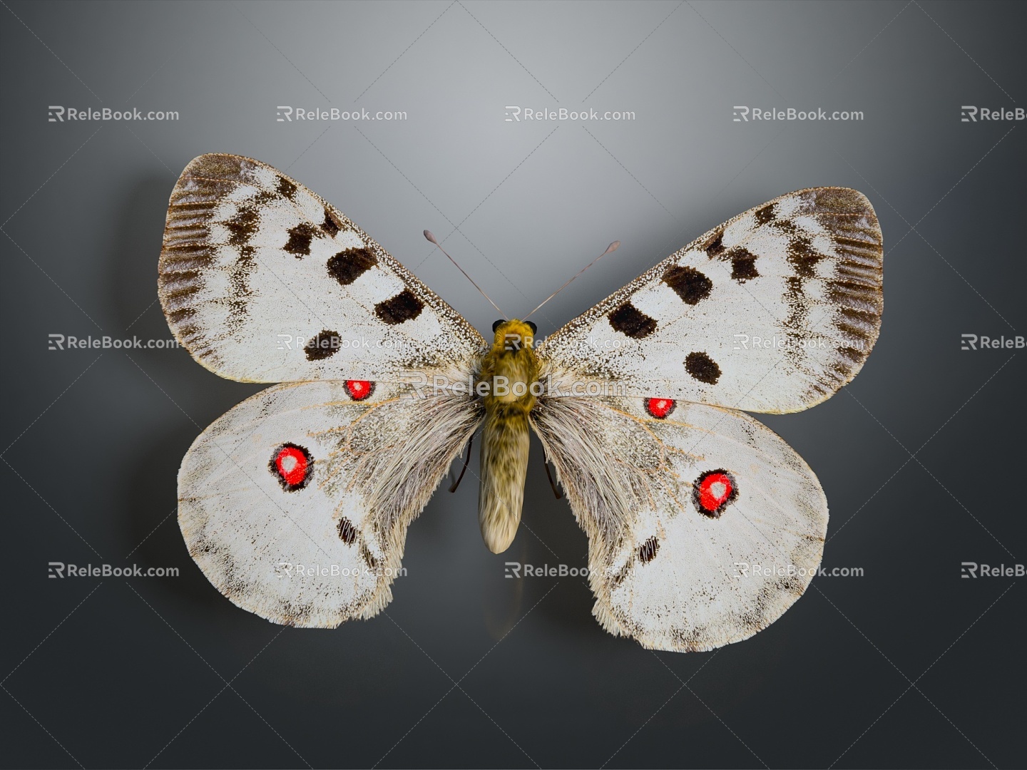 Modern Butterfly Moth Moth Animal Anime Character 3d model