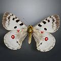 White Winged Butterfly With Black Spots And Red Eye Markings On Gray Background
