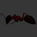 Detailed Dark And Red Ant Standing On Shiny Surface With Reflection