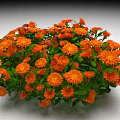Vibrant Orange Flowers With Lush Green Leaves In Natural Garden Cluster