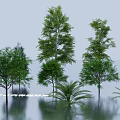 Various Green Shrubs of Different Types for Garden Landscaping and Decoration