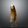 Ancient Creature Tooth Fossil with Brown White Textured Surface on Dark Background