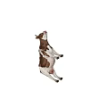 Realistic Brown And White Cow Standing On Plain White Background