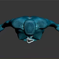 Human Body Organ And Hair Anatomical 3D Model With Transparent Internal Structure