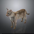 Orange and White Tabby Cat Standing on Dark Surface With Smooth Fur And Reflection 3d model