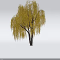 Weeping Willow Tree With Long Yellow Drooping Branches And Brown Trunk 3d model