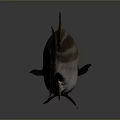 Striped Fish With Orange Eyes Brown White Body Dorsal Fin And Dark Tail