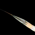 Colorful Freshwater Fish with Striped Body Orange Tail and Shiny Scales