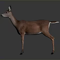 Brown Deer Standing On Gray Background With Realistic Fur And Reflections 3d model