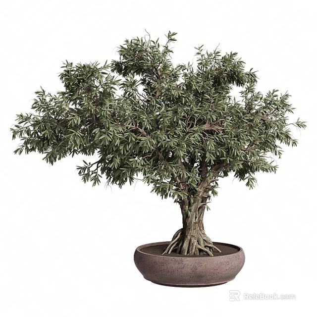 Lush Olive Bonsai Plant with Exposed Roots in Terracotta Pot Natural Shape 3d model 