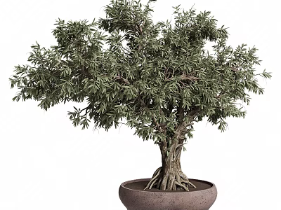 Lush Olive Bonsai Plant with Exposed Roots in Terracotta Pot Natural Shape 3d model