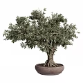 Lush Olive Bonsai Plant with Exposed Roots in Terracotta Pot Natural Shape