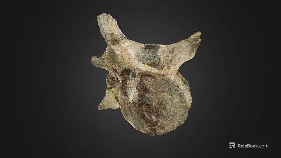 Ancient Limb Bone Fossil On Dark Background With Natural Texture And Structure 3d model 