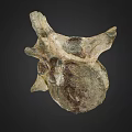 Ancient Limb Bone Fossil On Dark Background With Natural Texture And Structure 3d model