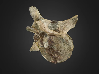 Ancient Limb Bone Fossil On Dark Background With Natural Texture And Structure 3d model