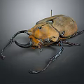 Large Horned Beetle With Yellow Body On Black Background Specimen