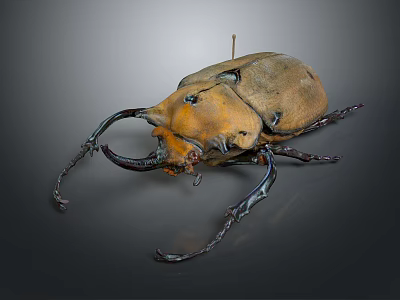 Large Horned Beetle With Yellow Body On Black Background Specimen 3d model