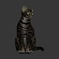 Striped Cat With Bright Green Eyes Sitting On Gray Background In Studio Light