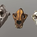 Various Animal Skulls Collection With Different Skeletal Structures And Colors 3d model
