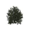 Tall Evergreen Pine Tree With Lush Green Needles And Dense Foliage