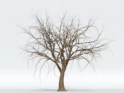 Leafless Wooden Tree Trunk With Natural Texture Against White Background 3d model
