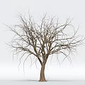 Leafless Wooden Tree Trunk With Natural Texture Against White Background 3d model