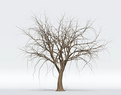 Leafless Wooden Tree Trunk With Natural Texture Against White Background 3d model