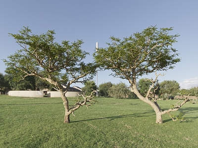 Old trees, old trees, crooked trees, big trees, landscape trees, park trees, modeling trees model