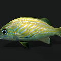 Colorful Yellow And Blue Striped Fish With Large Eyes Green Fins And Vibrant Scales