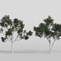 Two Arbor Trees With White Trunks And Lush Foliage Against Gray Background 3d model