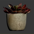 Red Leaf Succulent Plant In Natural Stone Pot With Green Center And Vibrant Foliage