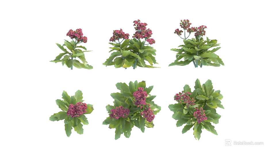 Various Garden Shrubs With Lush Green Leaves And Pink Flowers 3d model 