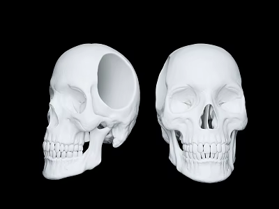 Medical Anatomical Skull Models With Partial And Complete Structure For Educational Use 3d model