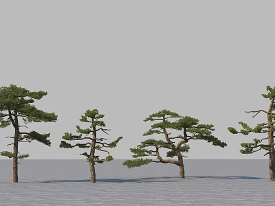 Various Form Pine Trees Standing On Gray Ground In Open Space 3d model