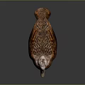 Brown Duck With White Head Black Wing Patch And Orange Feet Standing On Dark Background