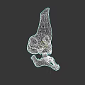 Ancient Aquatic Animal Skull Fossil With Horned Structure And Sharp Teeth