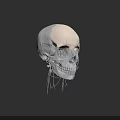 Human Skull Anatomical Model With Detailed Bone Structure And 3D Rendering