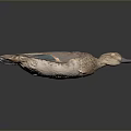 Flying Animal Duck With Brown Feathers Green Patches And Gray Beak On Dark Surface