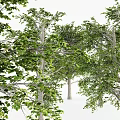 Lush Green Tall Trees With Thick Trunks Dense Leaves And Detailed Branches