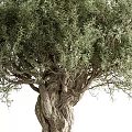 Tall Olive Tree With Gnarled Trunk And Lush Green Foliage Mediterranean Garden Plant