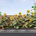 Bright Yellow Sunflowers With Green Leaves Near Wooden Fence And Bucket