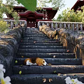 Garden Landscape Featuring Stone Steps Beagle Dog Traditional Red Pavilion And Green Foliage