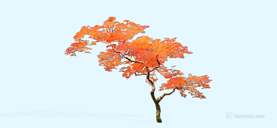 Arbor With Orange Red Leaves And Elegant Slender Trunk In Autumn Light Blue Background 3d model 