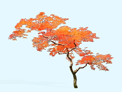 Arbor With Orange Red Leaves And Elegant Slender Trunk In Autumn Light Blue Background 3d model