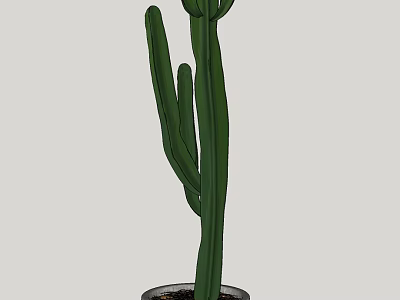 Green Cactus Potted Plant with Tall Stem for Indoor Home Decoration 3d model
