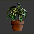 Green And White Striped Leaf Foliage Plant In Orange Pot For Indoor Decoration