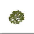 Arbor With Lush Canopy Green And Yellow Leaves Brown Trunk And Human Figure For Scale