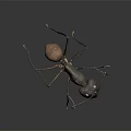 Detailed Black Ant Figure With Long Legs And Brown Abdomen On Dark Background