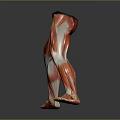 Detailed Human Leg Muscle Anatomical Model For Medical Education Training